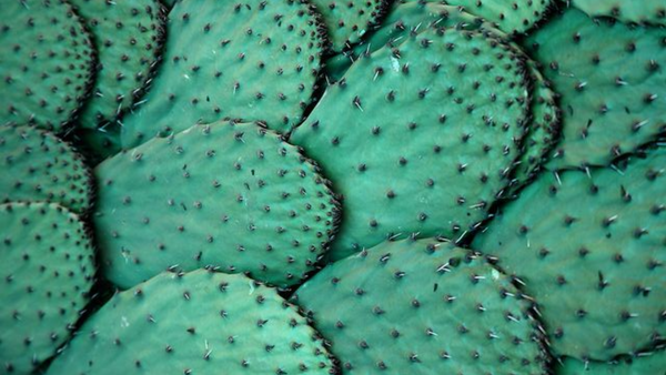 Why Cactus is Essential for Healthy Skin?