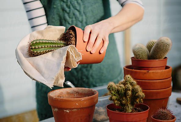 Cactus Skincare Myths Debunked (Why Everyone’s Getting This Wrong)