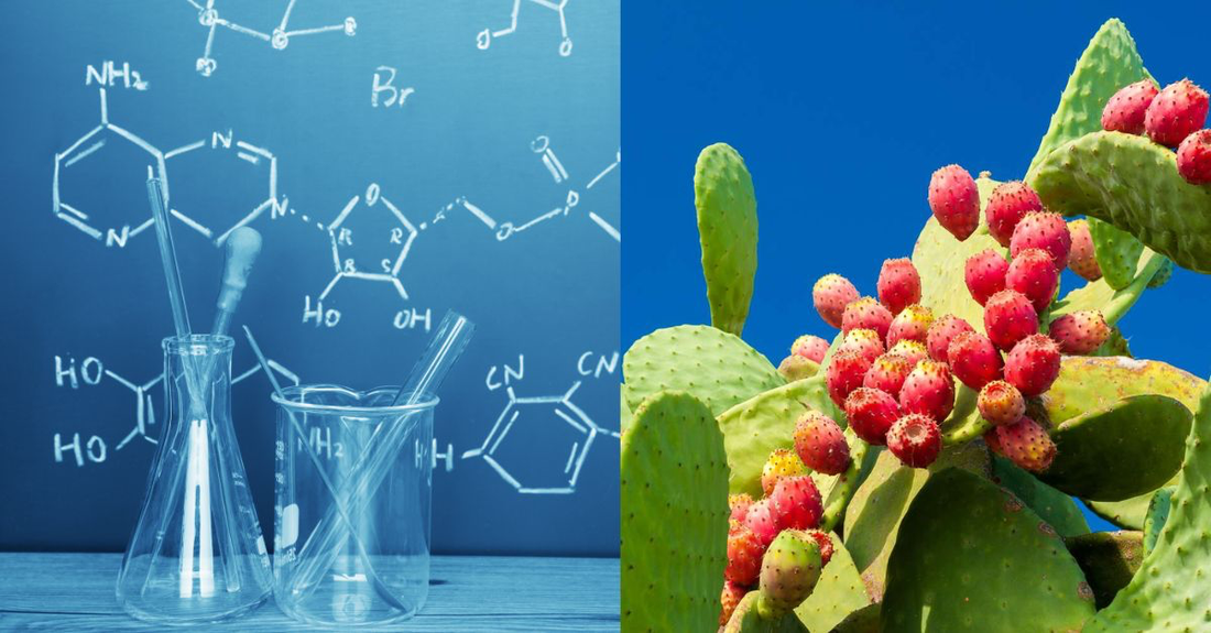 Cactus vs. Hyaluronic Acid: Which is Better for Your Skin?