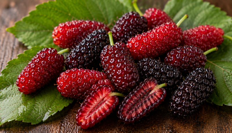 mulberry extract