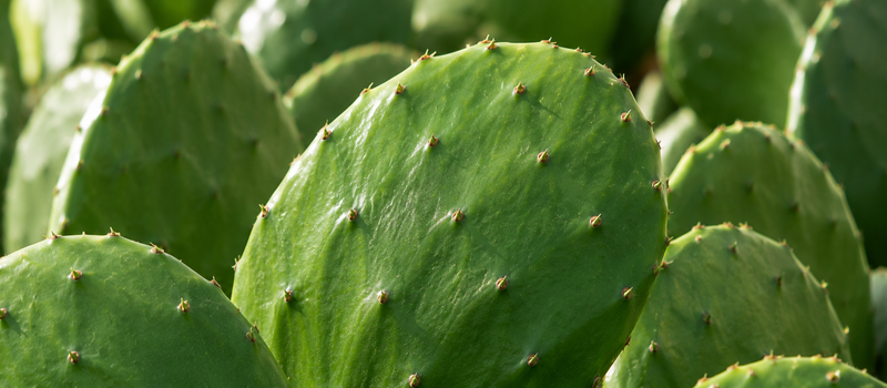 nopal cactus extract