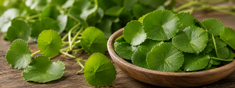 centella asiatica