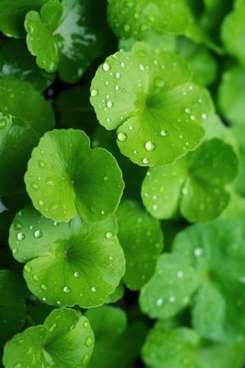 centella asiatica