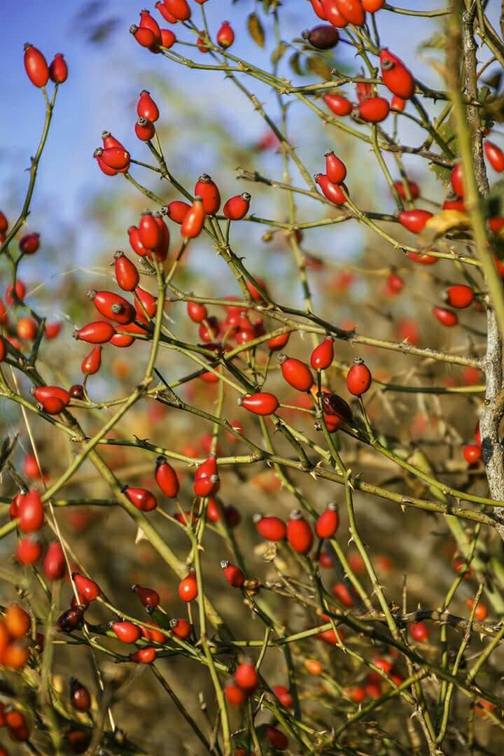 rosehip
