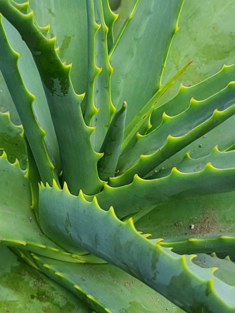 aloe vera
